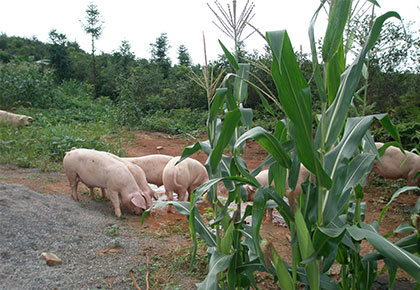 生態(tài)豬養(yǎng)殖基地