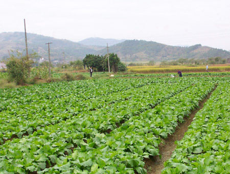 蔬菜基地